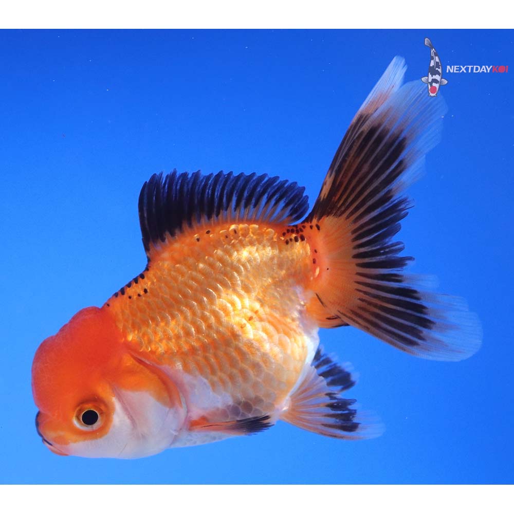 4” Imported Tri Color Oranda