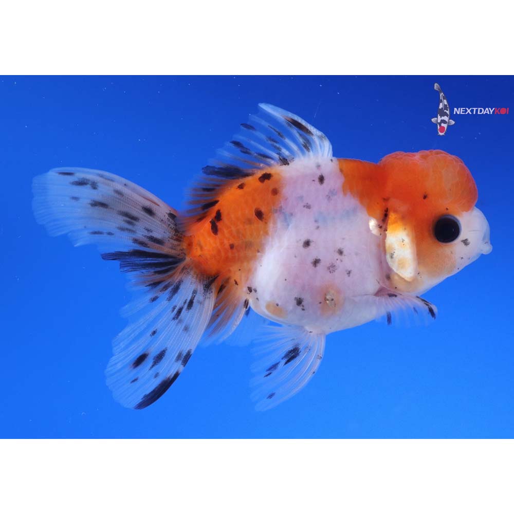 4” Imported Calico Oranda