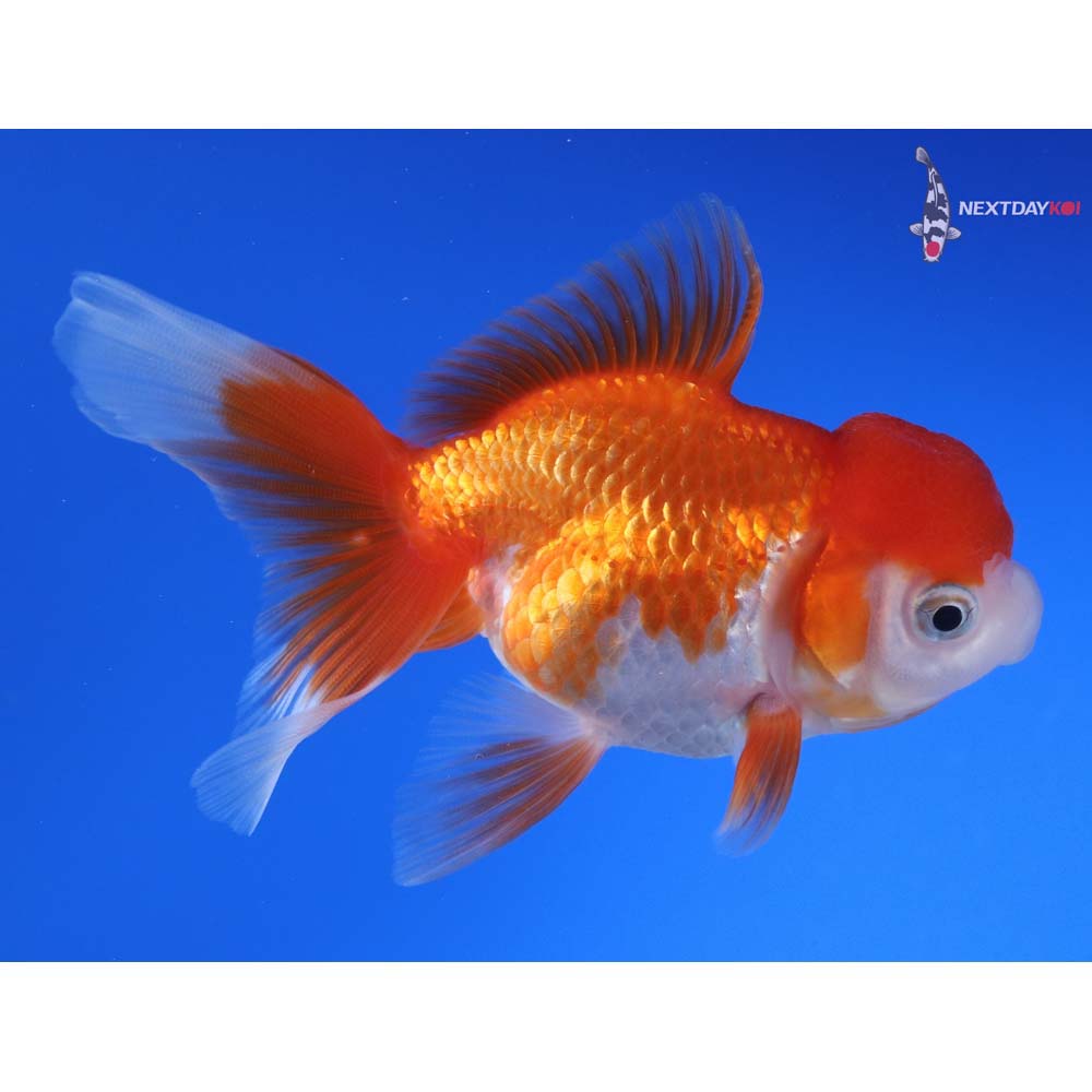 4” Imported Red and White Oranda