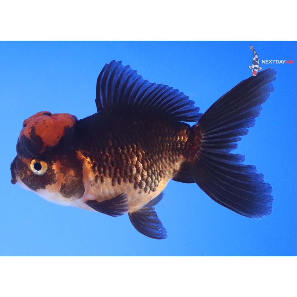 3.5” Imported Red and Black Oranda
