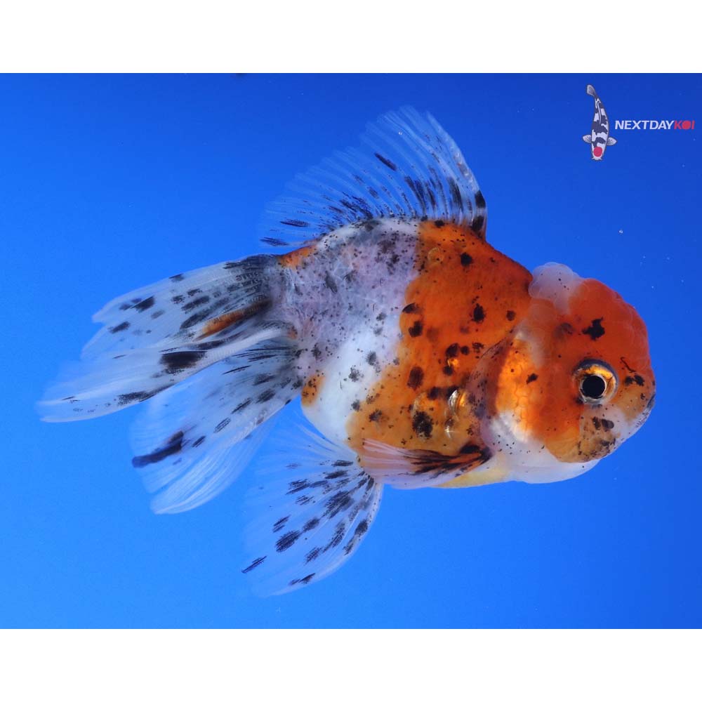 4” Imported Calico Oranda