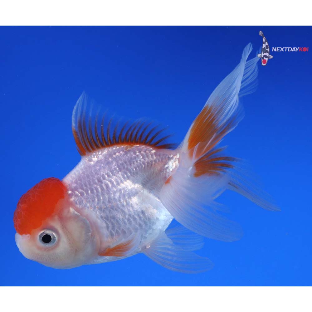 4.5” Imported Red and White Oranda