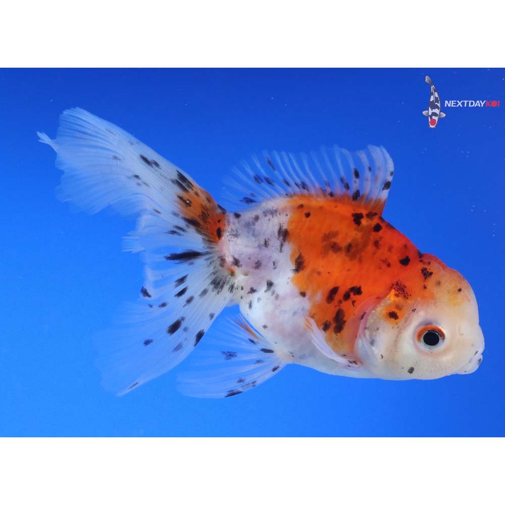 4.5” Imported Calico Oranda
