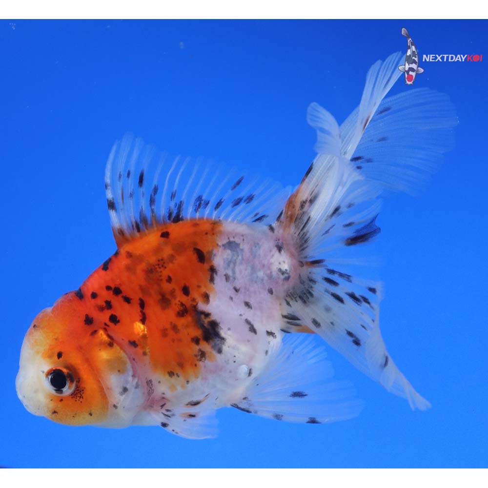 4.5” Imported Calico Oranda
