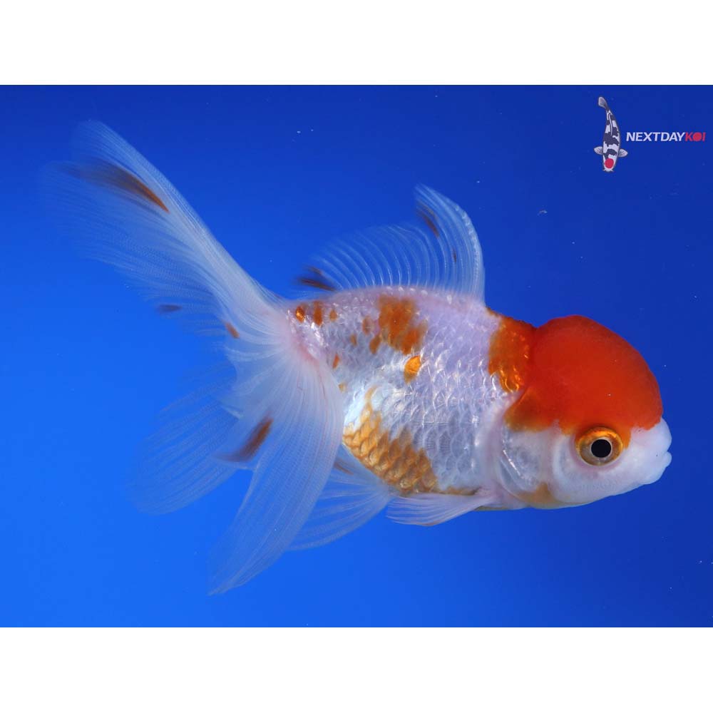 4” Imported Red and White Oranda