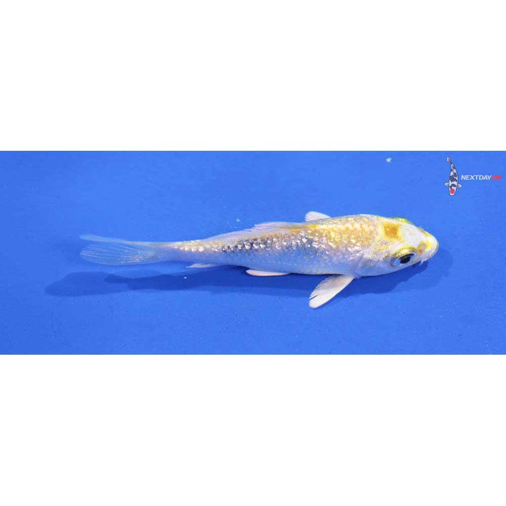 3” Imported Gin Rin Lemon Hariwake