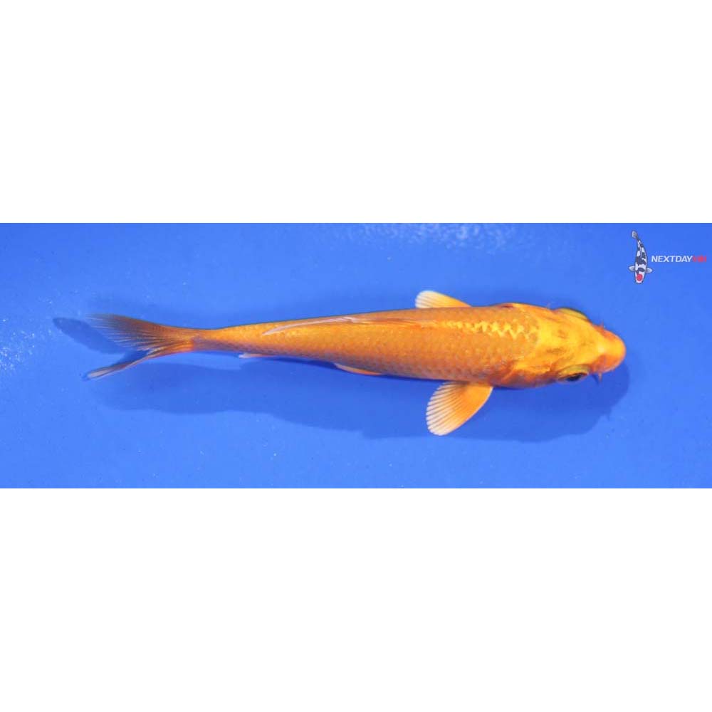 3.5” Imported Orenji Ogon