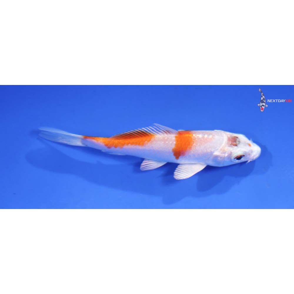 3.5” Imported Hariwake