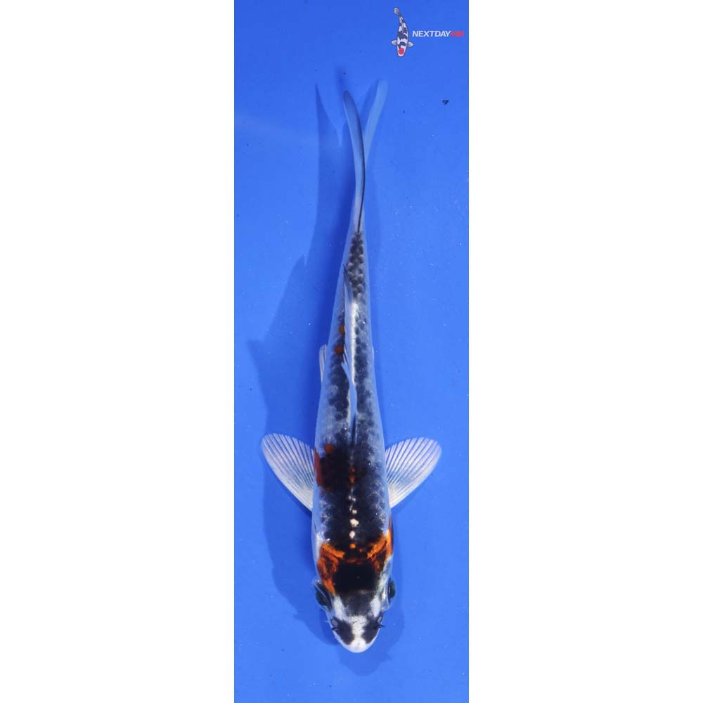 3.5” Imported Kujaku