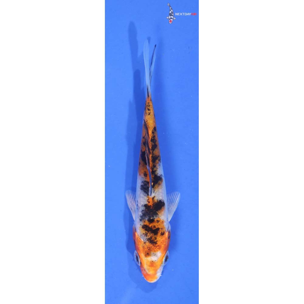 3.5” Imported Yamato Nishiki