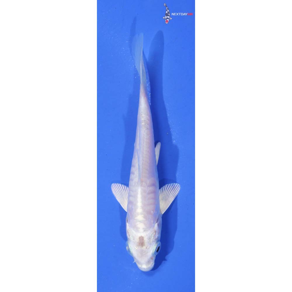4” Imported Armor Scaled Platinum Ogon