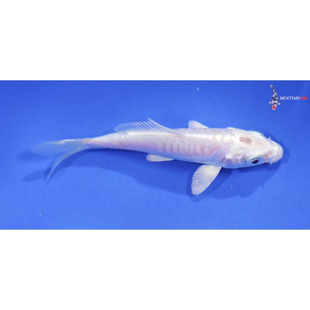 4” Imported Armor Scaled Platinum Ogon