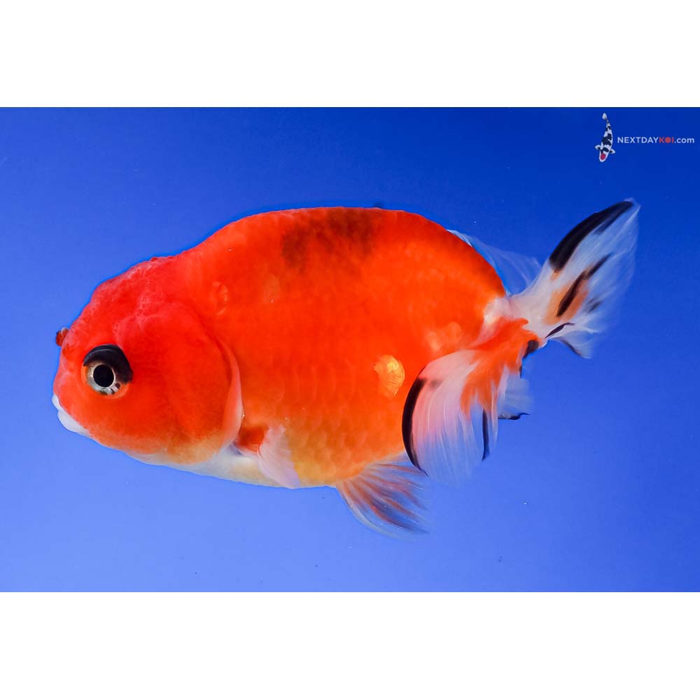 3.5” Imported Calico Ranchu