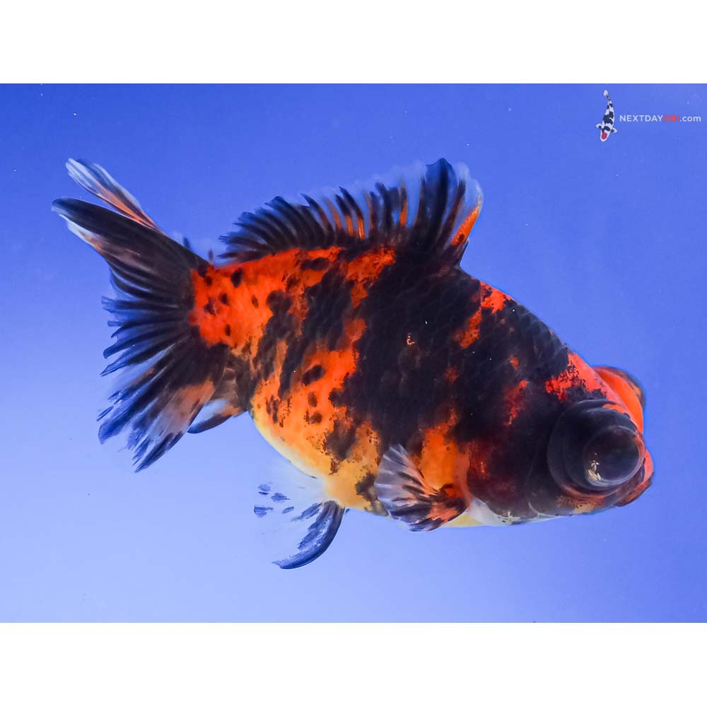 3.5” Imported Calico Telescope Fantail