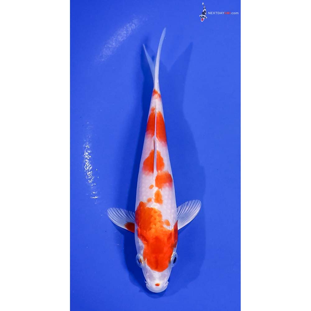 6” Imported Hariwake