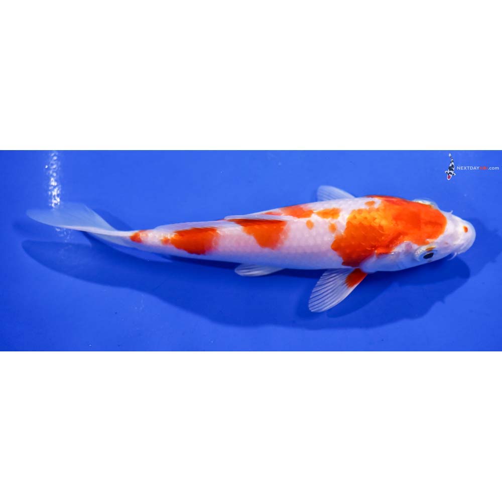 6” Imported Hariwake
