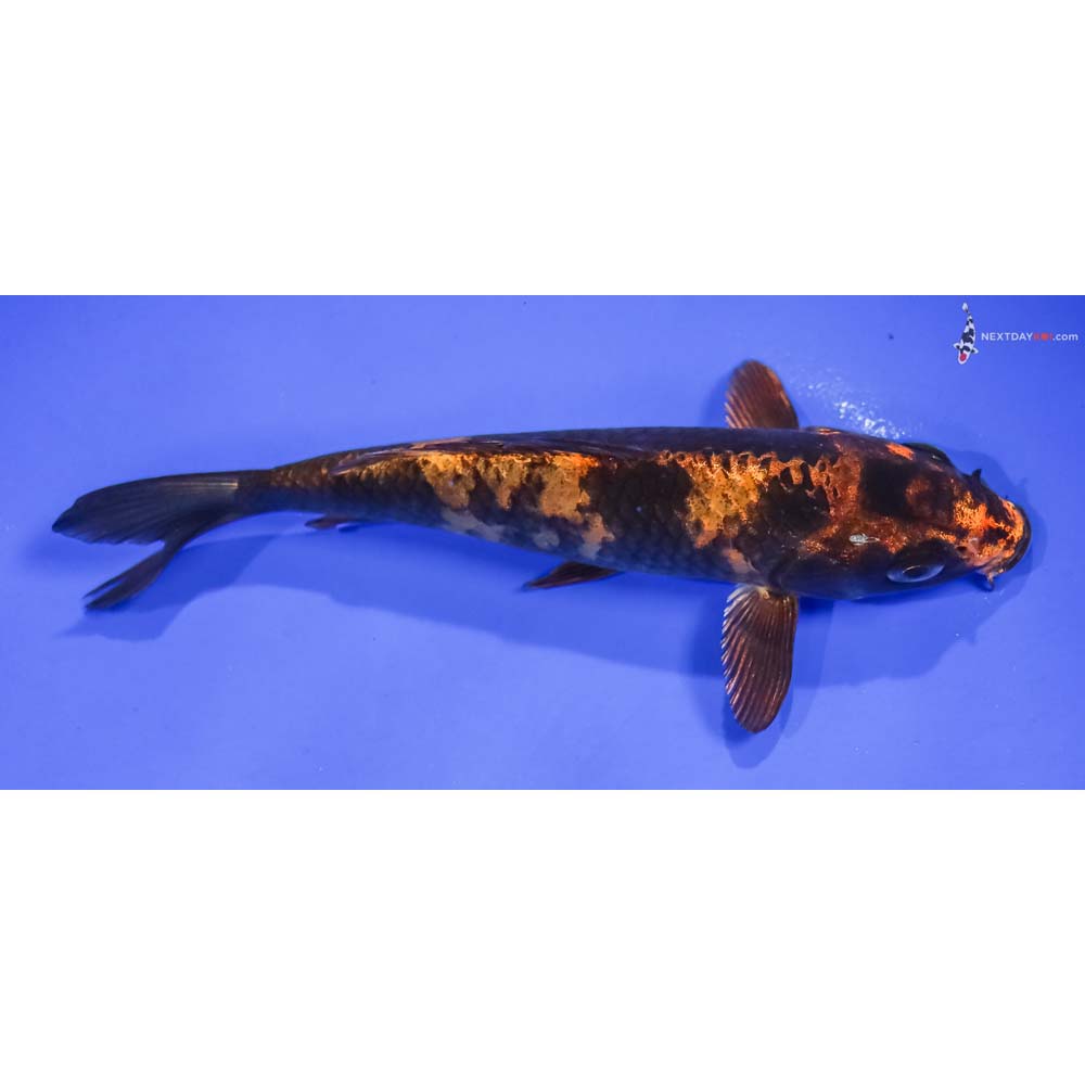 6” Imported Kin Hi Utsuri