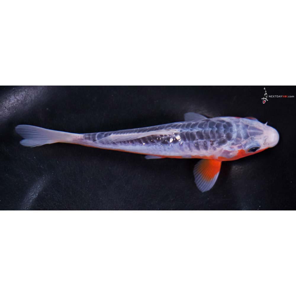 6” Imported Shusui