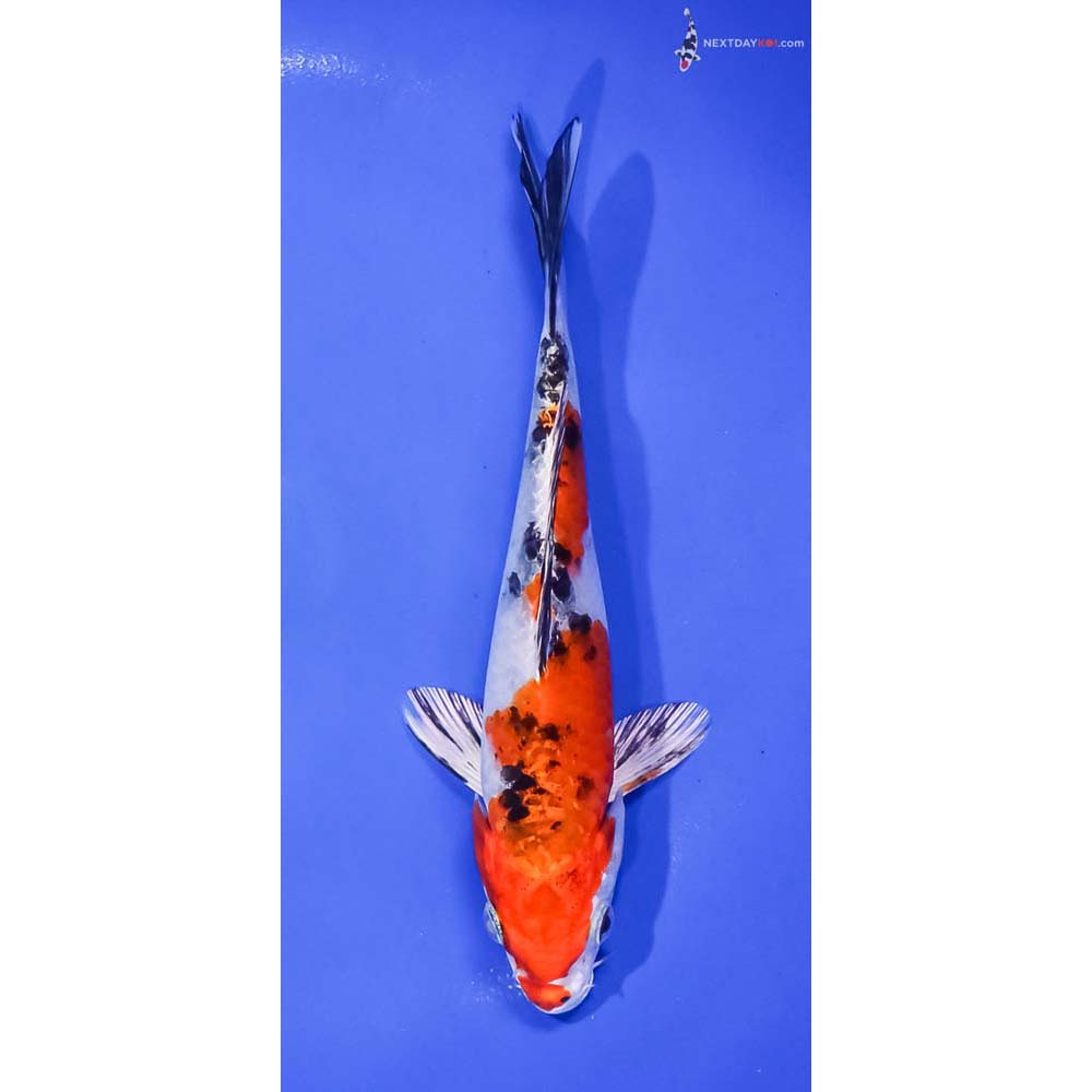 6.5” Imported Yamato Nishiki