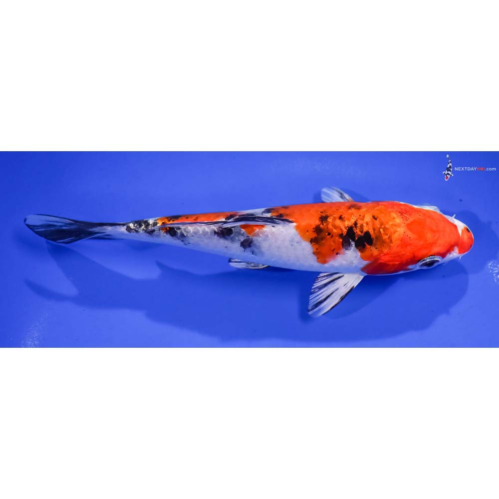 6.5” Imported Yamato Nishiki