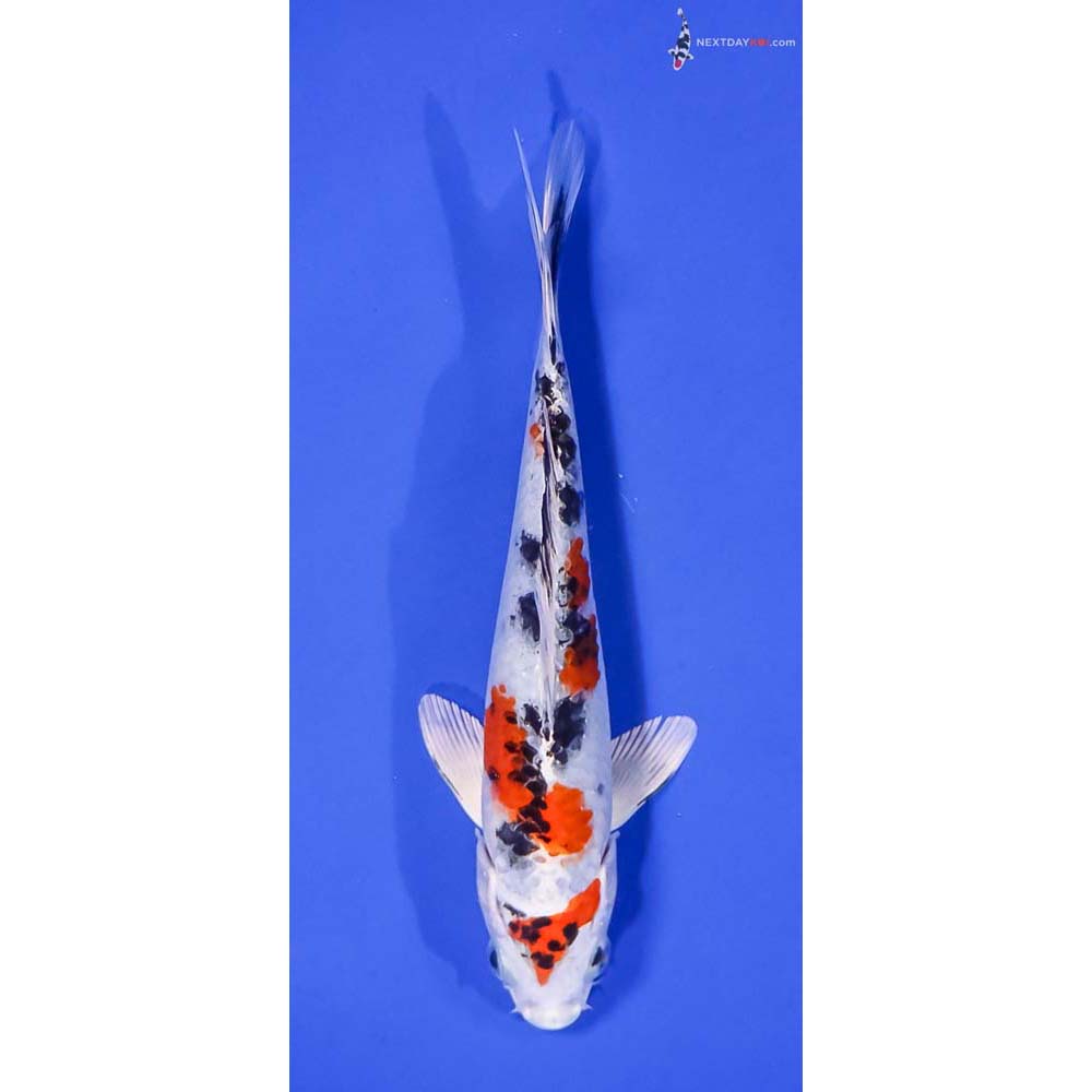 6.5” Imported Yamato Nishiki