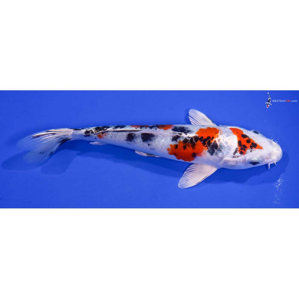 6.5” Imported Yamato Nishiki