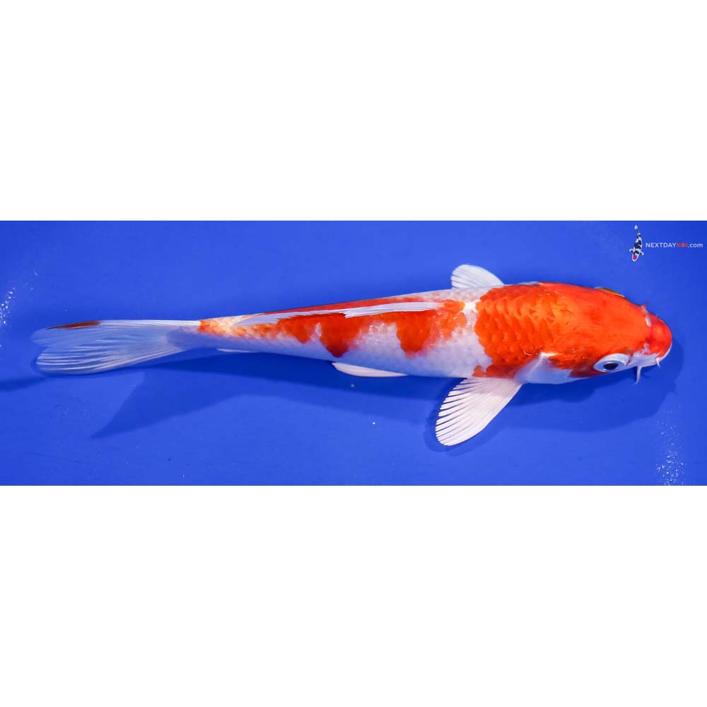 6.5” Imported Hariwake