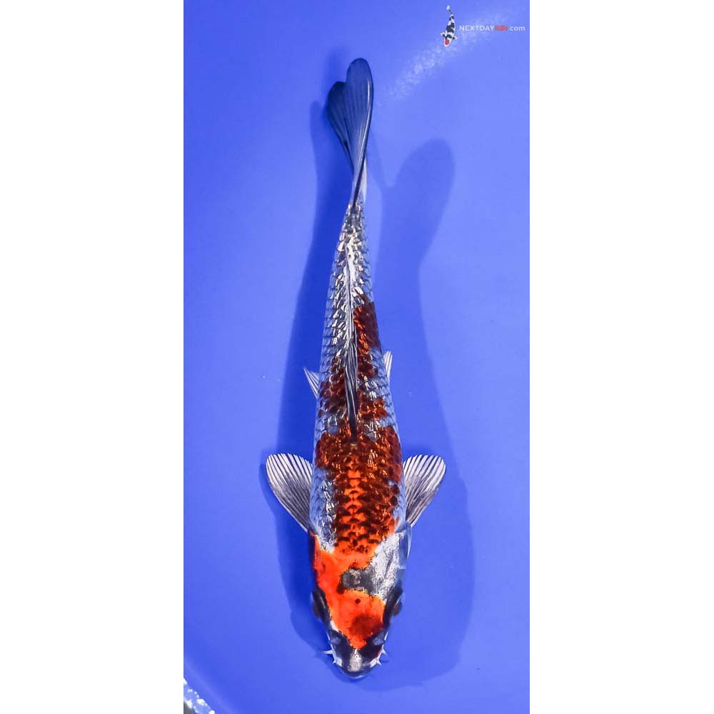 6.5” Imported Gin Rin Kujaku
