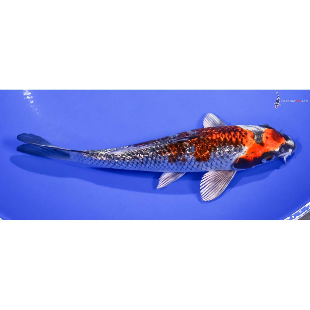 6.5” Imported Gin Rin Kujaku