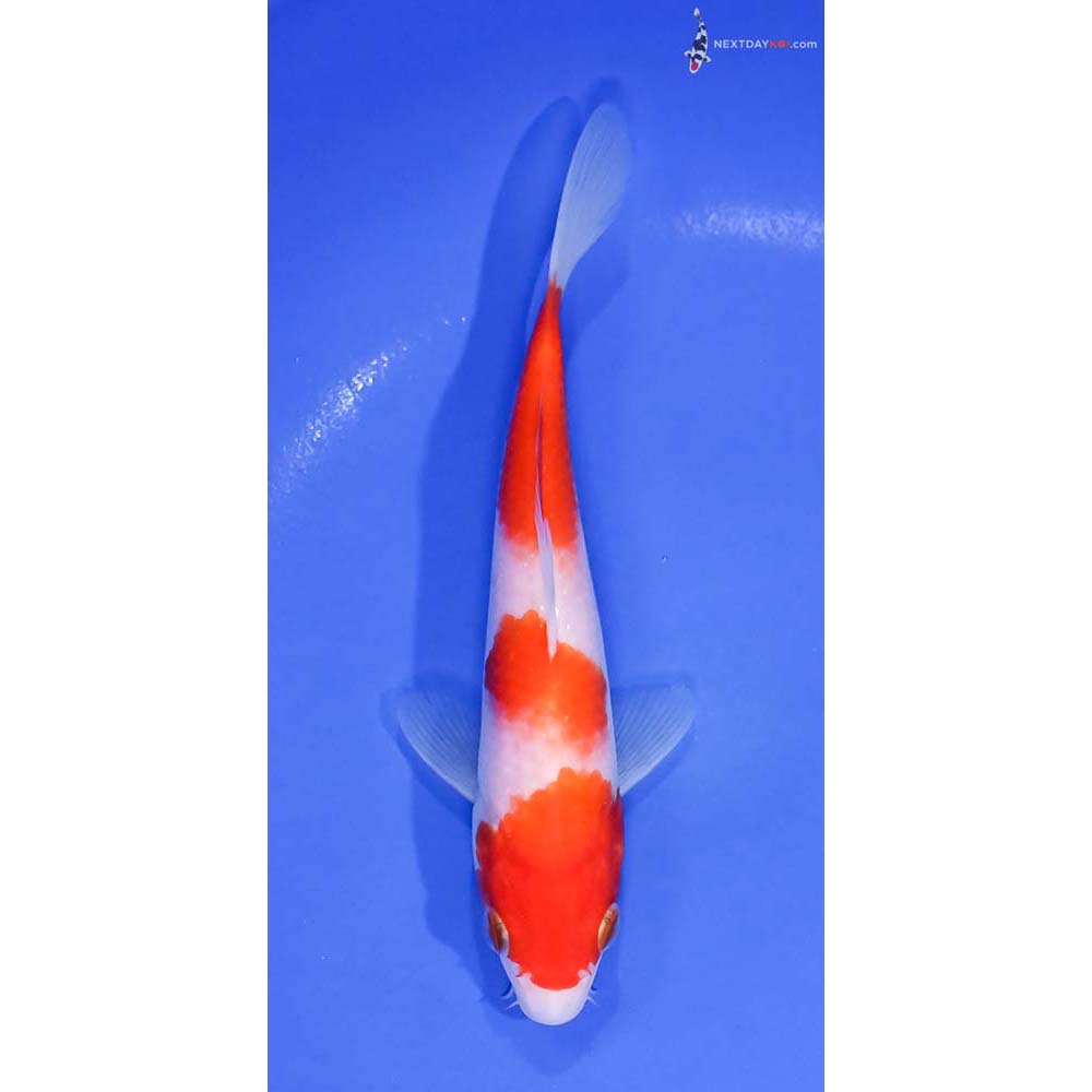 6.5” Imported Kohaku