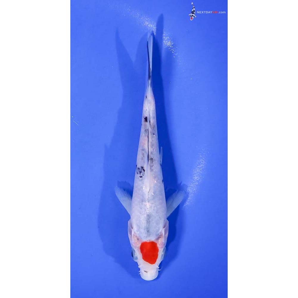 6.5” Imported Tancho Sanke