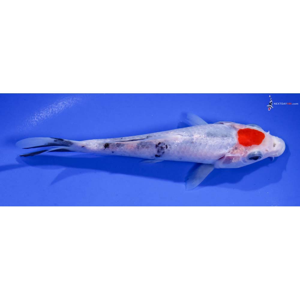 6.5” Imported Tancho Sanke