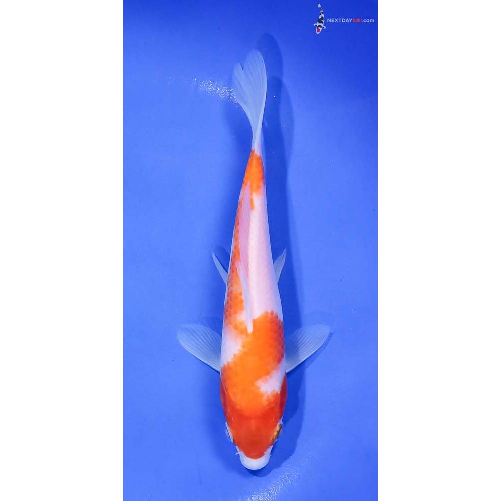 6.5” Imported Kohaku
