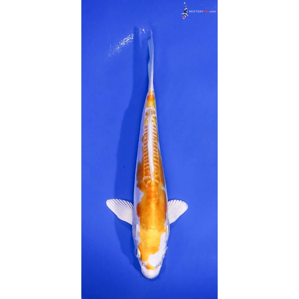 7” Imported Doitsu Lemon Hariwake