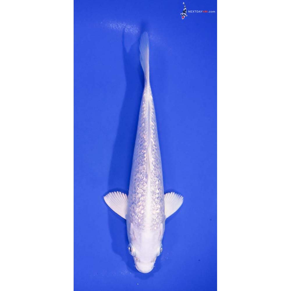 7” Imported Gin Rin Platinum Ogon