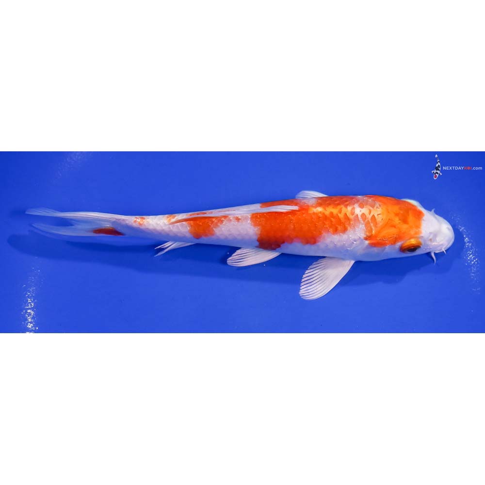 7” Imported Hariwake