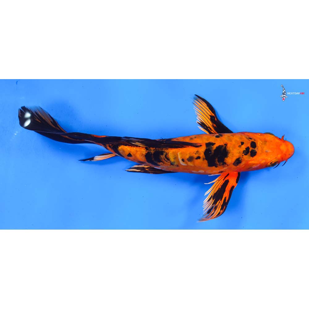 9” Imported Armor Scaled Kin Aka Bekko Butterfly Koi