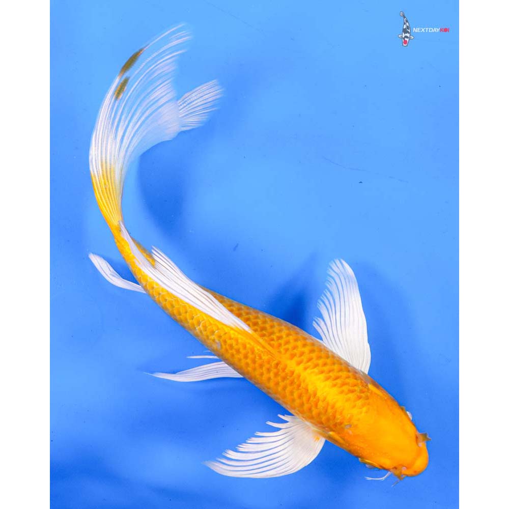 9” Imported Yamabuki Ogon Butterfly Koi