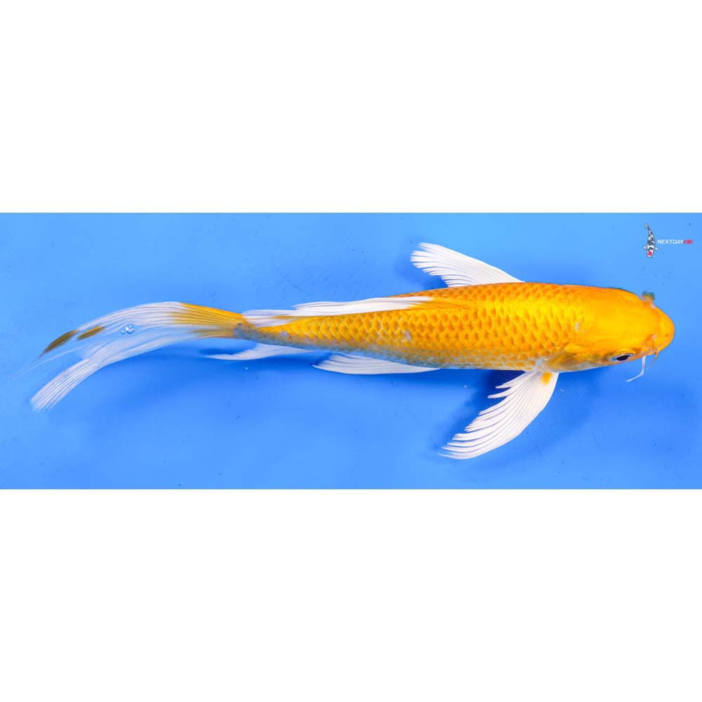 9” Imported Yamabuki Ogon Butterfly Koi
