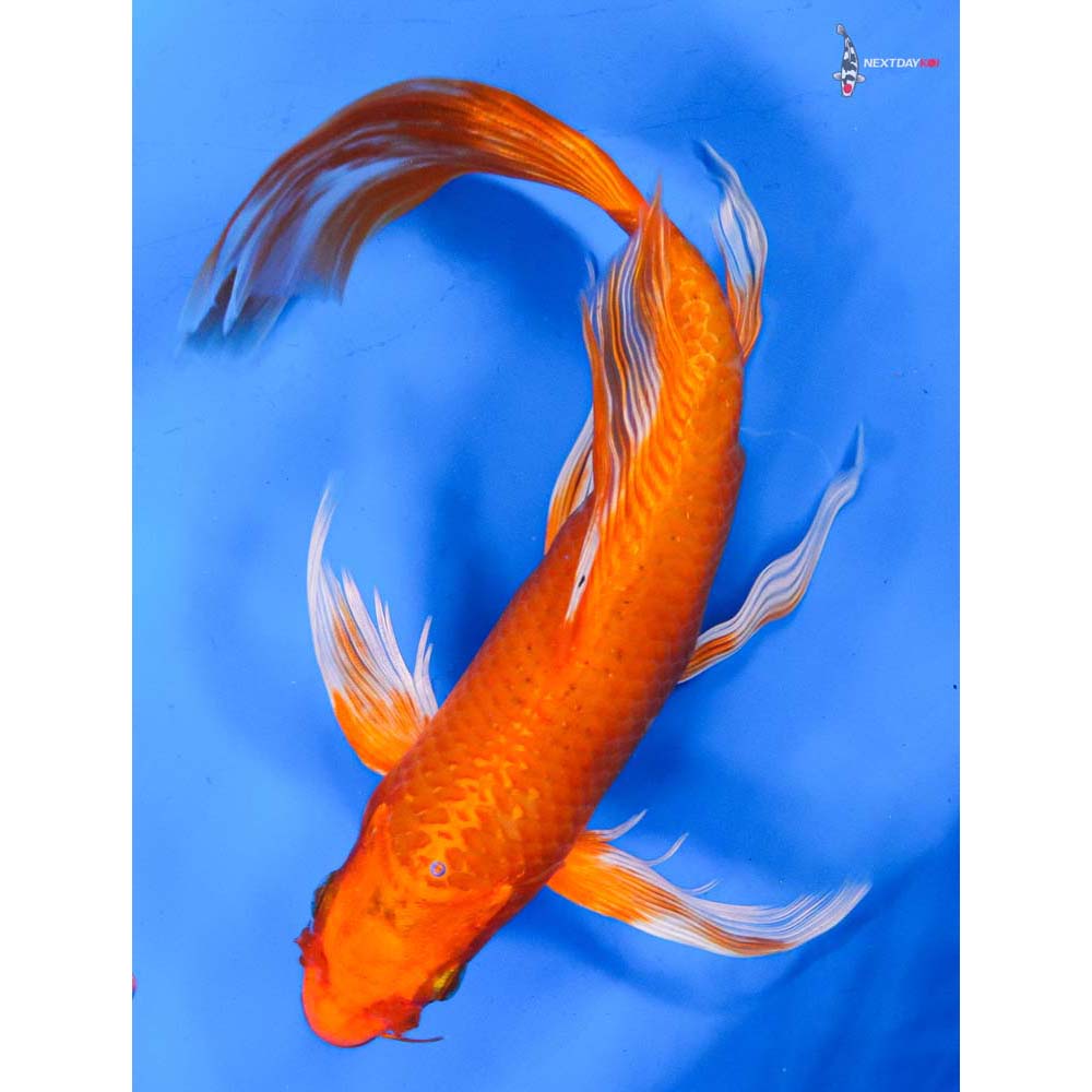 9” Imported Orenji Ogon Butterfly Koi