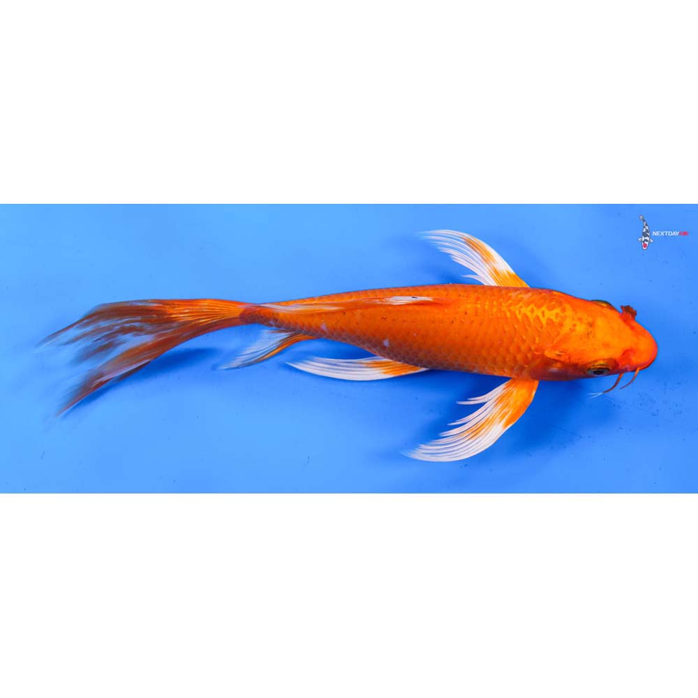 9” Imported Orenji Ogon Butterfly Koi