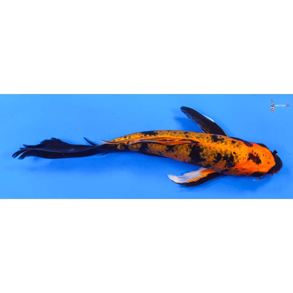 9” Imported Kin Hi Utsuri Butterfly Koi