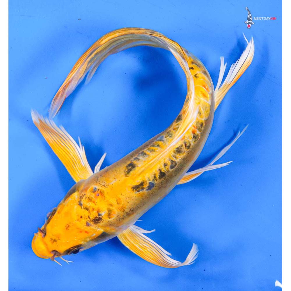 9” Imported Doitsu Ki Matsuba Butterfly Koi