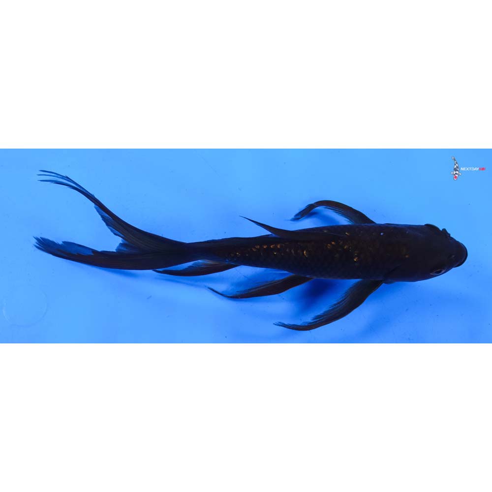 9.5” Imported Gin Rin Chagoi Butterfly Koi