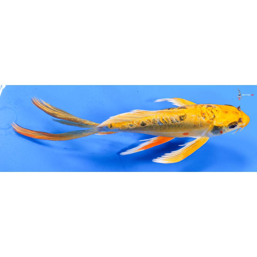 9” Imported Doitsu Ki Matsuba Butterfly Koi