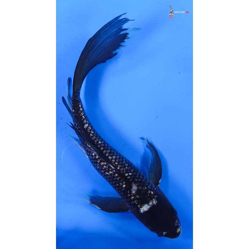 9” Imported Gin Rin Matsukawabakke Butterfly Koi
