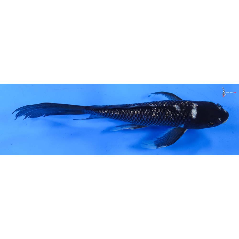 9” Imported Gin Rin Matsukawabakke Butterfly Koi