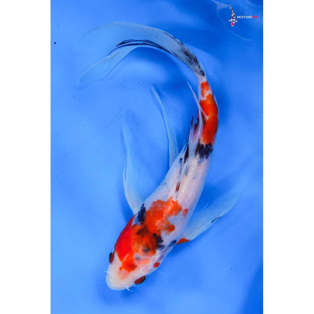 9” Imported Sanke Butterfly Koi