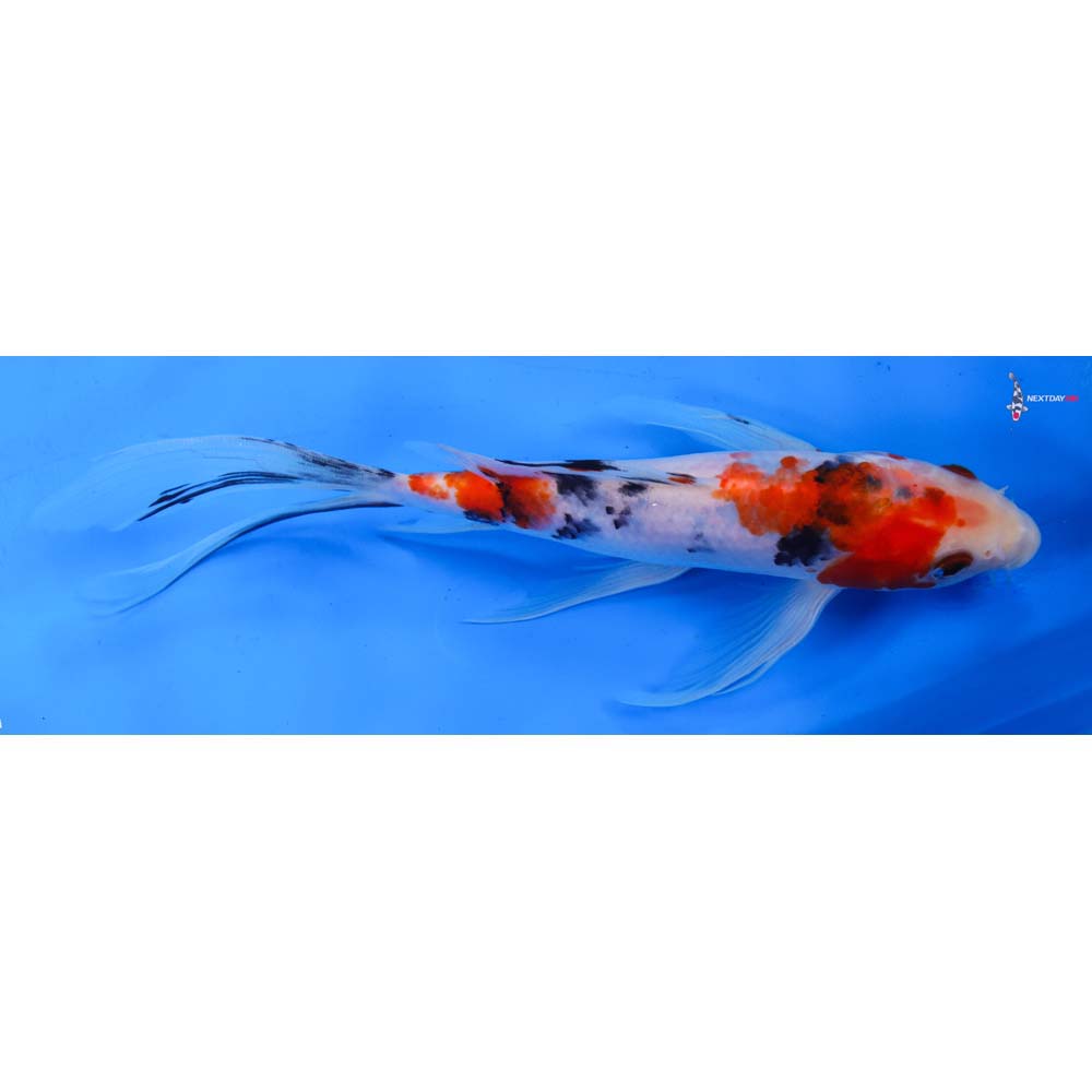 9” Imported Sanke Butterfly Koi