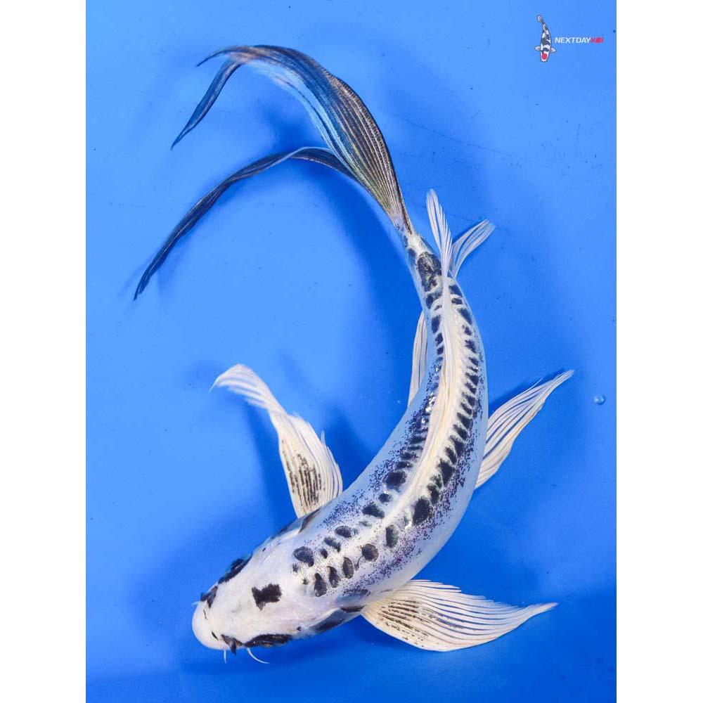 9” Imported Doitsu Gin Matsuba Butterfly Koi